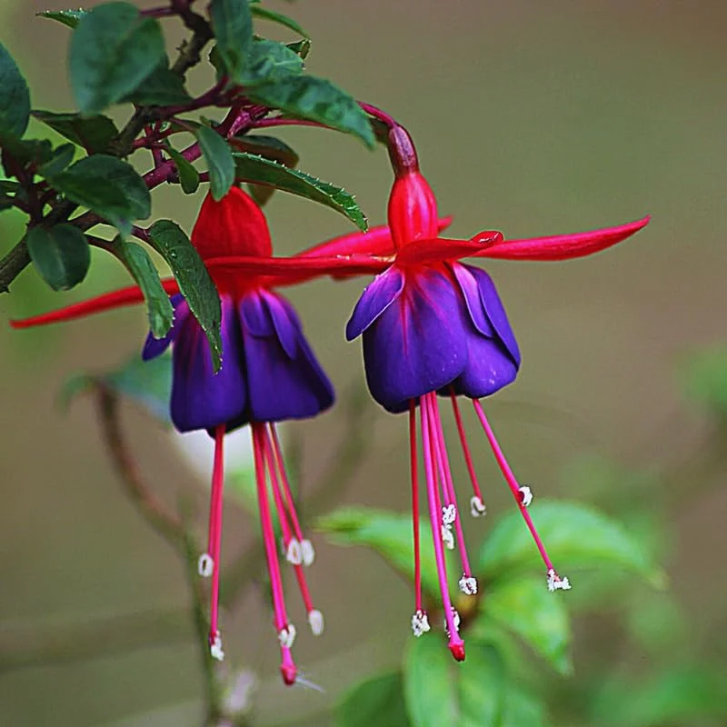 Live Fuchsia Plant, 3 to 5 Inches Tall, Purple Fuchsia Plant Live, Fuchsia Live Plant, Fuchsia Well Rooted, Purple Flower Fuchsia Plant, Fuchsia Plant Pot