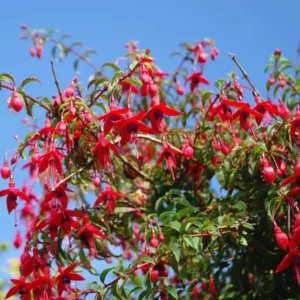 Live Fuchsia Plant, 3 to 5 Inches Tall, Purple Fuchsia Plant Live, Fuchsia Live Plant, Fuchsia Well Rooted, Purple Flower Fuchsia Plant, Fuchsia Plant Pot
