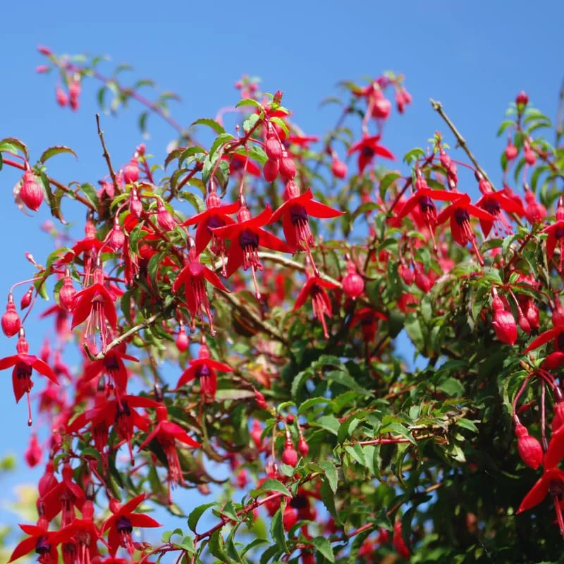 Live Fuchsia Plant, 3 to 5 Inches Tall, Purple Fuchsia Plant Live, Fuchsia Live Plant, Fuchsia Well Rooted, Purple Flower Fuchsia Plant, Fuchsia Plant Pot