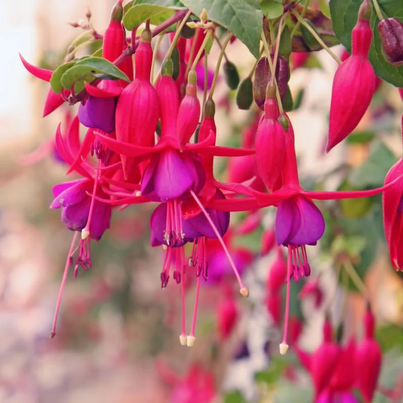 Live Fuchsia Plant, 3 to 5 Inches Tall, Purple Fuchsia Plant Live, Fuchsia Live Plant, Fuchsia Well Rooted, Purple Flower Fuchsia Plant, Fuchsia Plant Pot
