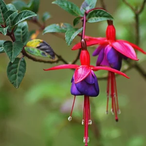 Live Fuchsia Plant, 3 to 5 Inches Tall, Purple Fuchsia Plant Live, Fuchsia Live Plant, Fuchsia Well Rooted, Purple Flower Fuchsia Plant, Fuchsia Plant Pot