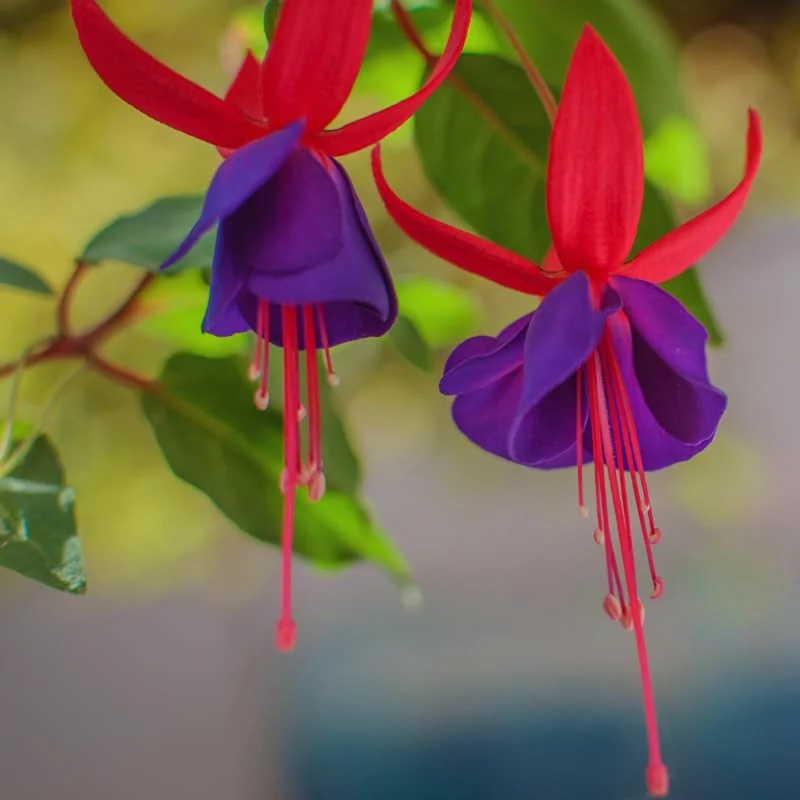 Fuchsia Plant Live, Purple Flower Fuchsia Plant, 3 to 6 Inches Tall, Live Fuchsia Plant, Fuchsia Live Plant, Fuchsia Plant Pot for Planting Outdoor