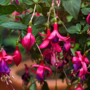 Fuchsia Plant Live, Purple Flower Fuchsia Plant, 3 to 6 Inches Tall, Live Fuchsia Plant, Fuchsia Live Plant, Fuchsia Plant Pot for Planting Outdoor