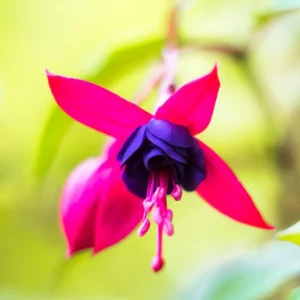 2 Purple Fuchsia Plants Live, Live Fuchsia Plant, Fuchsia Live Plant, 3 to 5 Inches Tall, Red White Flower Fuchsia Plant, Fuchsia Plant Pot Indoor Outdoor