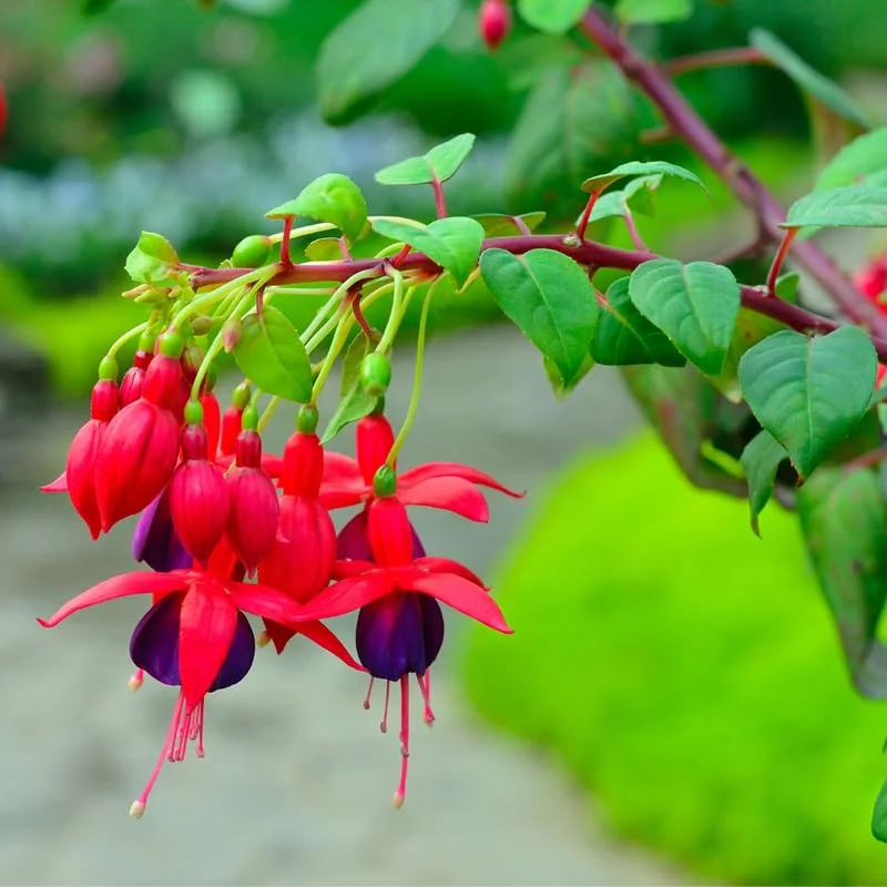 Set of 2 Fuchsia Plants Live, Purple Flower Fuchsia Plant, 4 to 6 Inches Tall, Fuchsia Live Plant, Live Fuchsia Plant, Fuchsia Plant Live, Fuchsia Starter Plant