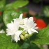 4 Maid of Orleans Sambac Jasmine Live Plants, Live Jasmine Plant Live, Sambac Jasmine, 4 to 6 Inc Tall, Tea Jasmine Fragrant Plant, Blooming Jasmine Plants Indoor Outdoor