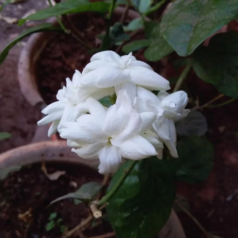 4 Maid of Orleans Sambac Jasmine Live Plants, Live Jasmine Plant Live, Sambac Jasmine, 4 to 6 Inc Tall, Tea Jasmine Fragrant Plant, Blooming Jasmine Plants Indoor Outdoor
