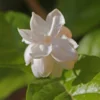 3 Blooming Jasmine Plants, Maid of Orleans Sambac Jasmine Live Plants, 4 to 6 Inc Tall, Jasmine Plants Live, Jasmine Well Rooted, Tea Jasmine Fragrant Plant, Live Jasmine Plant