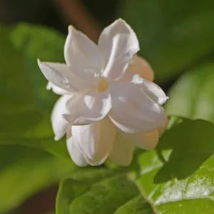 3 Blooming Jasmine Plants, Maid of Orleans Sambac Jasmine Live Plants, 4 to 6 Inc Tall, Jasmine Plants Live, Jasmine Well Rooted, Tea Jasmine Fragrant Plant, Live Jasmine Plant