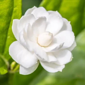 3 Blooming Jasmine Plants, Maid of Orleans Sambac Jasmine Live Plants, 4 to 6 Inc Tall, Jasmine Plants Live, Jasmine Well Rooted, Tea Jasmine Fragrant Plant, Live Jasmine Plant