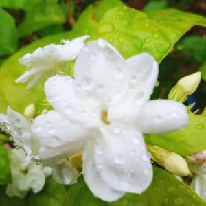 3 Blooming Jasmine Plants, Maid of Orleans Sambac Jasmine Live Plants, 4 to 6 Inc Tall, Jasmine Plants Live, Jasmine Well Rooted, Tea Jasmine Fragrant Plant, Live Jasmine Plant