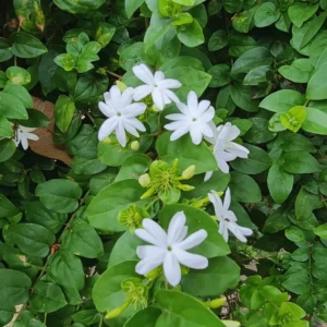 3 Blooming Jasmine Plants, Maid of Orleans Sambac Jasmine Live Plants, 4 to 6 Inc Tall, Jasmine Plants Live, Jasmine Well Rooted, Tea Jasmine Fragrant Plant, Live Jasmine Plant