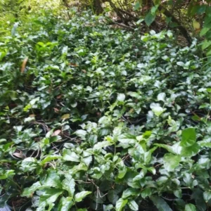 4 Blooming Jasmine Plants, Maid of Orleans Sambac Jasmine Live Plants, 4 to 6 Inc Tall, Jasmine Plant Live, Jasmine Well Rooted, Tea Jasmine Fragrant Plant, Live Jasmine Plant