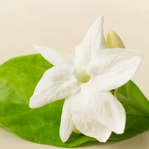 4 Blooming Jasmine Plants, Maid of Orleans Sambac Jasmine Live Plants, 4 to 6 Inc Tall, Jasmine Plant Live, Jasmine Well Rooted, Tea Jasmine Fragrant Plant, Live Jasmine Plant