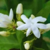 4 Blooming Jasmine Plants, Maid of Orleans Sambac Jasmine Live Plants, 4 to 6 Inc Tall, Jasmine Plant Live, Jasmine Well Rooted, Tea Jasmine Fragrant Plant, Live Jasmine Plant