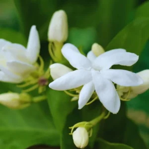 4 Blooming Jasmine Plants, Maid of Orleans Sambac Jasmine Live Plants, 4 to 6 Inc Tall, Jasmine Plant Live, Jasmine Well Rooted, Tea Jasmine Fragrant Plant, Live Jasmine Plant