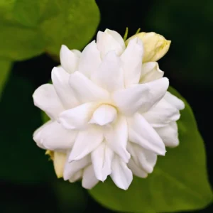 Jasmine Plant Indoor Live, 3 Plants, Grand Duke of Jasmine Plants Live, Jasmine Plant Pot, Live Jasmine Plant Indoor Outdoor, 4 to 6 Inc Tall, Jasmine Starter Plant