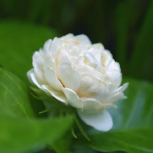 Jasmine Plant Indoor Live, 3 Plants, Grand Duke of Jasmine Plants Live, Jasmine Plant Pot, Live Jasmine Plant Indoor Outdoor, 4 to 6 Inc Tall, Jasmine Starter Plant