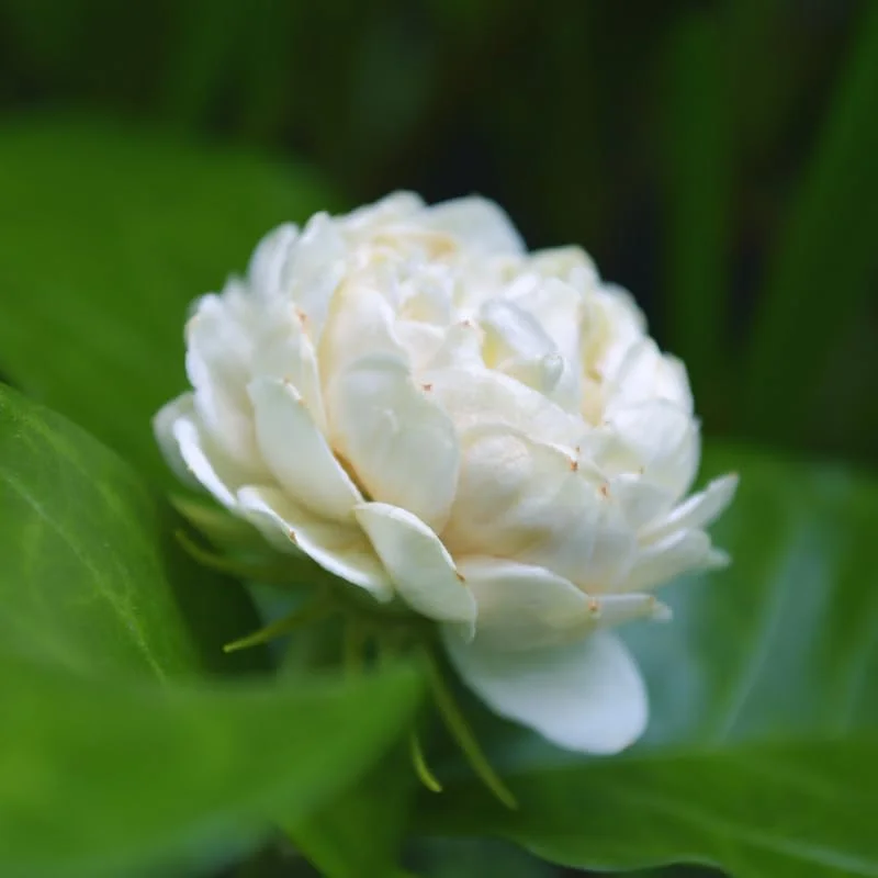 Jasmine Plant Indoor Live, 3 Plants, Grand Duke of Jasmine Plants Live, Jasmine Plant Pot, Live Jasmine Plant Indoor Outdoor, 4 to 6 Inc Tall, Jasmine Starter Plant