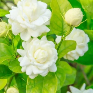 Jasmine Plant Indoor Live, 4 Plants, Grand Duke of Jasmine Plants Live, Jasmine Plant Live, Live Jasmine Plant Indoor Outdoor, 4 to 6 Inc Tall, Jasmine Starter Plants