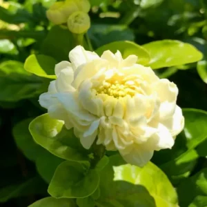 Jasmine Plant Indoor Live, 4 Plants, Grand Duke of Jasmine Plants Live, Jasmine Plant Live, Live Jasmine Plant Indoor Outdoor, 4 to 6 Inc Tall, Jasmine Starter Plants