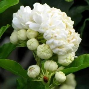 Jasmine Plant Indoor Live, 4 Plants, Grand Duke of Jasmine Plants Live, Jasmine Plant Live, Live Jasmine Plant Indoor Outdoor, 4 to 6 Inc Tall, Jasmine Starter Plants