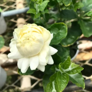 Jasmine Plant Indoor Live, 4 Plants, Grand Duke of Jasmine Plants Live, Jasmine Plant Live, Live Jasmine Plant Indoor Outdoor, 4 to 6 Inc Tall, Jasmine Starter Plants