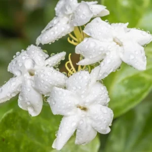 2 Blooming Jasmine Plants, Maid of Orleans Sambac Jasmine Live Plants, 4 to 6 Inc Tall, Jasmine Plants Live, Tea Jasmine Fragrant Plant, Live Jasmine Plant
