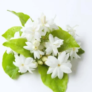 2 Blooming Jasmine Plants, Maid of Orleans Sambac Jasmine Live Plants, 4 to 6 Inc Tall, Jasmine Plants Live, Tea Jasmine Fragrant Plant, Live Jasmine Plant