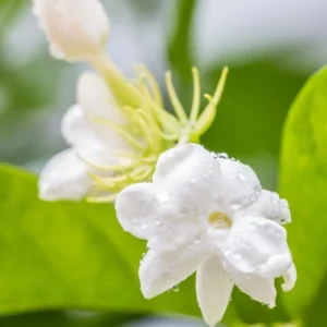 2 Blooming Jasmine Plants, Maid of Orleans Sambac Jasmine Live Plants, 4 to 6 Inc Tall, Jasmine Plants Live, Tea Jasmine Fragrant Plant, Live Jasmine Plant