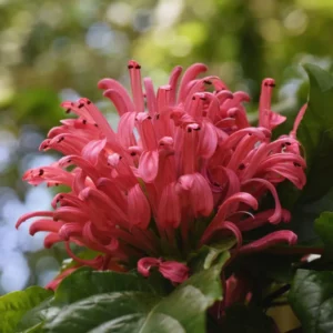 Pink Shrimp Plant Live, Shrimp Plant Pot, 6 to 8 Inc Tall, Live Shrimp Plant Indoor Outdoor, 6 Inches Potted, Pink Shrimp Flower Plant for Garden