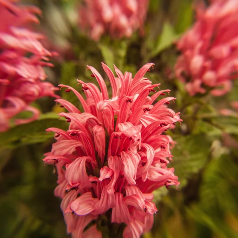 Pink Shrimp Plant Live, Shrimp Plant Pot, 6 to 8 Inc Tall, Live Shrimp Plant Indoor Outdoor, 6 Inches Potted, Pink Shrimp Flower Plant for Garden