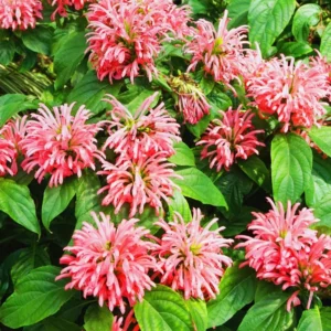 Set of 2 Pink Shrimp Plants Live, Shrimp Plant Pot, 6 to 9 Inc Tall, Live Shrimp Plants, Pink Shrimp Flower Plant for Garden Indoor Outdoor