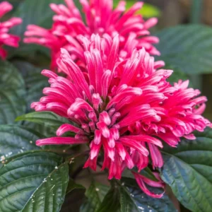 Set of 2 Pink Shrimp Plants Live, Shrimp Plant Pot, 6 to 9 Inc Tall, Live Shrimp Plants, Pink Shrimp Flower Plant for Garden Indoor Outdoor