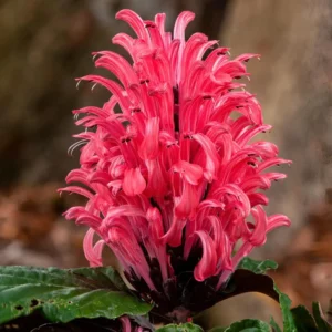 Shrimp Plant Live, 6 to 8 Inc Tall, Pink Shrimp Plants Pot, Pink Shrimp Flower Plant, Live Shrimp Plant for Growing, Easy to Plant