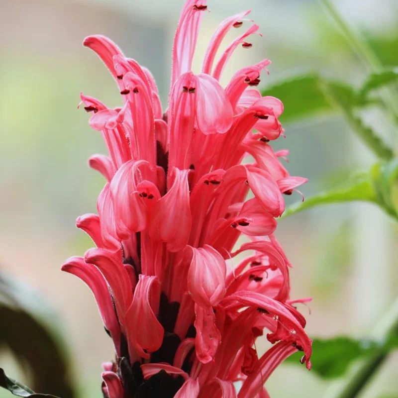 Shrimp Plant Live, 6 to 8 Inc Tall, Pink Shrimp Plants Pot, Pink Shrimp Flower Plant, Live Shrimp Plant for Growing, Easy to Plant