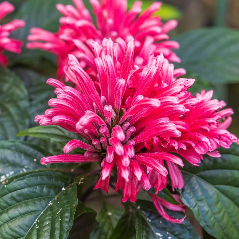 Shrimp Plant Live, 6 to 8 Inc Tall, Pink Shrimp Plants Pot, Pink Shrimp Flower Plant, Live Shrimp Plant for Growing, Easy to Plant