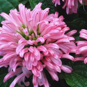 Pack of 3 Shrimp Plants Live, 6 to 8 Inc Tall, Pink Shrimp Plants Pot, Pink Shrimp Flower Plant, Live Shrimp Plant for Growing, Easy to Plant