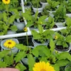 2 Daisy Plants, Yellow Gerbera Daisy Live Plants, 4 to 6 Inches Tall, Gerbera Daisy Plant Live, No Pot, Daisy Live Plant, Daisy Plants Live for Gardening