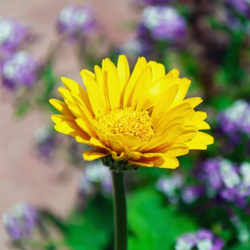 2 Daisy Plants, Yellow Gerbera Daisy Live Plants, 4 to 6 Inches Tall, Gerbera Daisy Plant Live, No Pot, Daisy Live Plant, Daisy Plants Live for Gardening