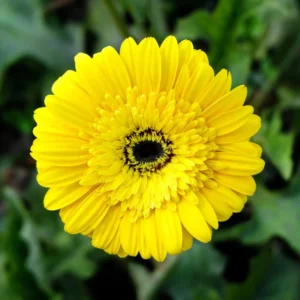 Set of 2 Yellow Daisy Plants, Gerbera Daisy Live Plants, 3 to 6 Inches Tall, Gerbera Daisy Plant Pot, Daisy Live Plant, Daisy Plants Live for Gardening, Daisy Flower Plant