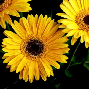 Set of 3 Yellow Daisy Plants, Gerbera Daisy Live Plants, 3 to 6 Inches Tall, Gerbera Daisy Plants, Daisy Live Plant, Daisy Plants Live for Gardening, Daisy Flower Plant, No Potted