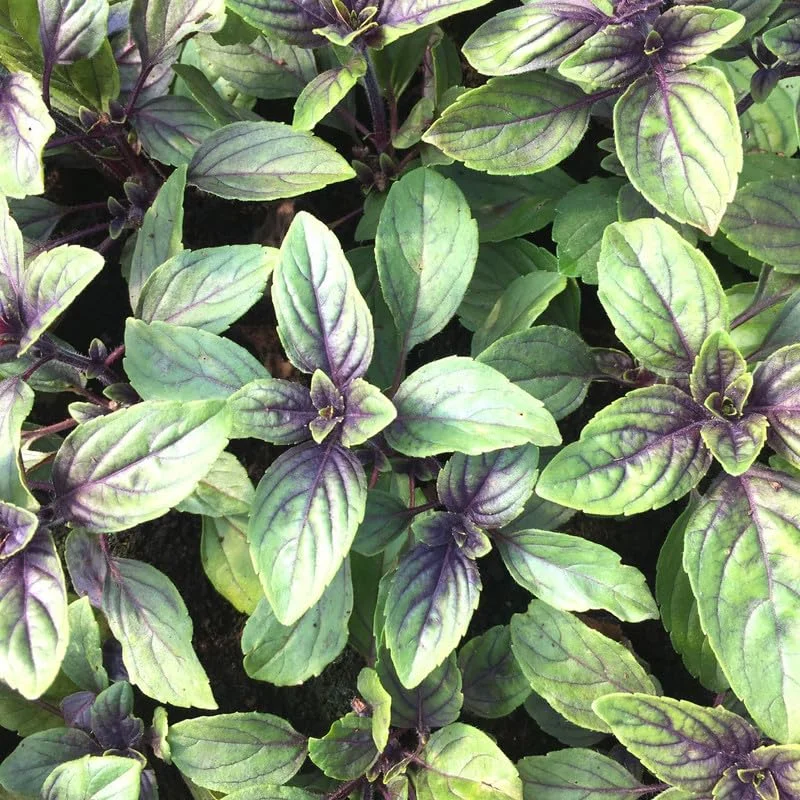2 African Blue Basil Plants Live, Live Basil Plant, 4 to 6 Inches Tall, Basil Live Plant