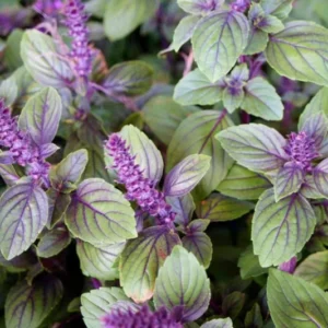 4 African Blue Basil Plants Live, Live Basil Plant, 3 to 7 Inches Tall, Basil Live Plant, Basil Herb Plant, Basil Plant for Indoor, African Basil Plant