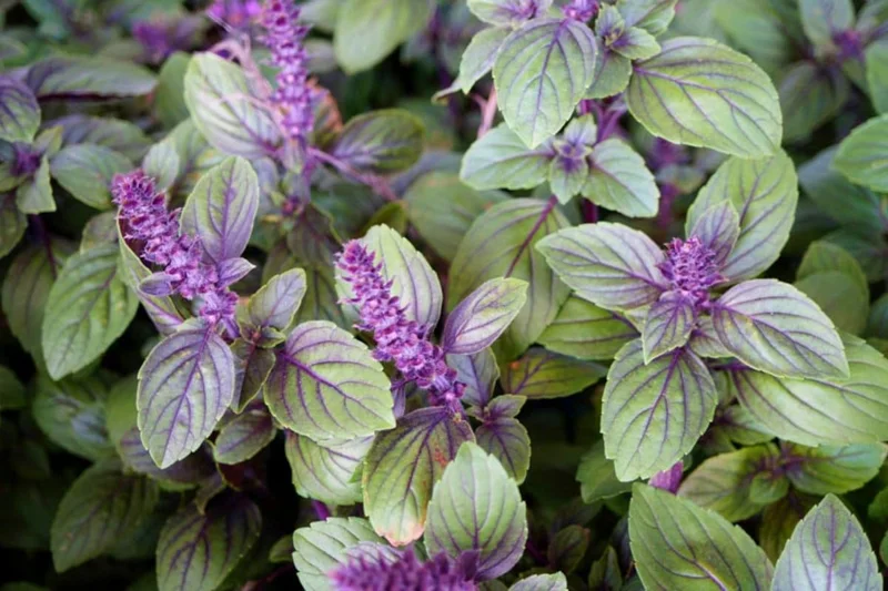 4 African Blue Basil Plants Live, Live Basil Plant, 3 to 7 Inches Tall, Basil Live Plant, Basil Herb Plant, Basil Plant for Indoor, African Basil Plant