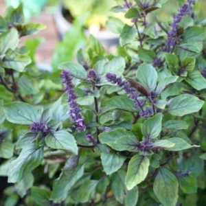 4 Live Basil Plants, African Blue Basil Plant Live, Basil Live Plant, 3 to 6 Inches Tall, Basil Herb Plant, African Basil Plant, Basil Plant for Indoor Outdoor