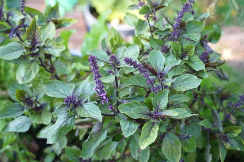 4 Live Basil Plants, African Blue Basil Plant Live, Basil Live Plant, 3 to 6 Inches Tall, Basil Herb Plant, African Basil Plant, Basil Plant for Indoor Outdoor
