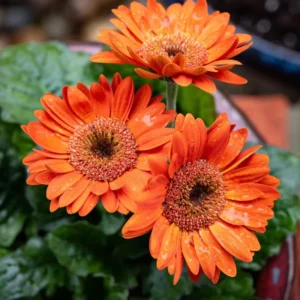2 Daisy Plants, Orange Gerbera Daisy Live Plants, 4 to 6 Inches Tall, Gerbera Daisy Plant Live, Daisy Live Plant, No Pot, Daisy Plants Live for Gardening