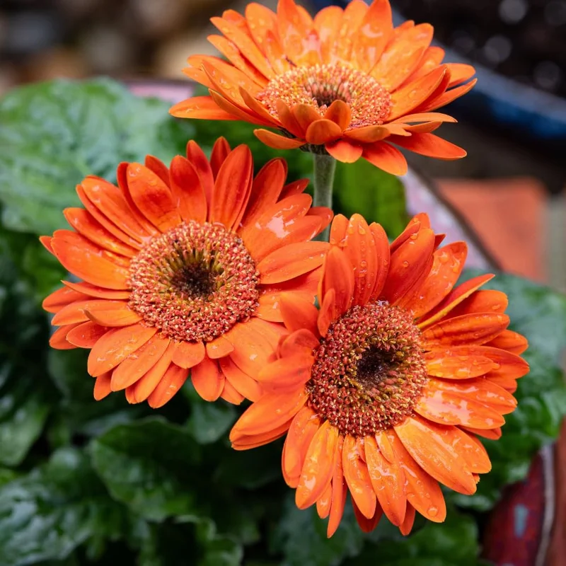 2 Daisy Plants, Orange Gerbera Daisy Live Plants, 4 to 6 Inches Tall, Gerbera Daisy Plant Live, Daisy Live Plant, No Pot, Daisy Plants Live for Gardening