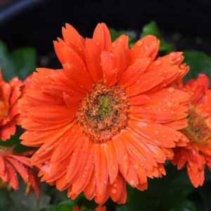 2 Daisy Plants, Orange Gerbera Daisy Live Plants, 4 to 6 Inches Tall, Gerbera Daisy Plant Live, Daisy Live Plant, No Pot, Daisy Plants Live for Gardening